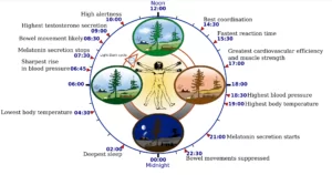 Biological-sleep-clock