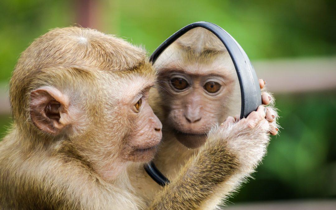 monkey-mind