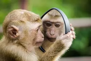 monkey-mind